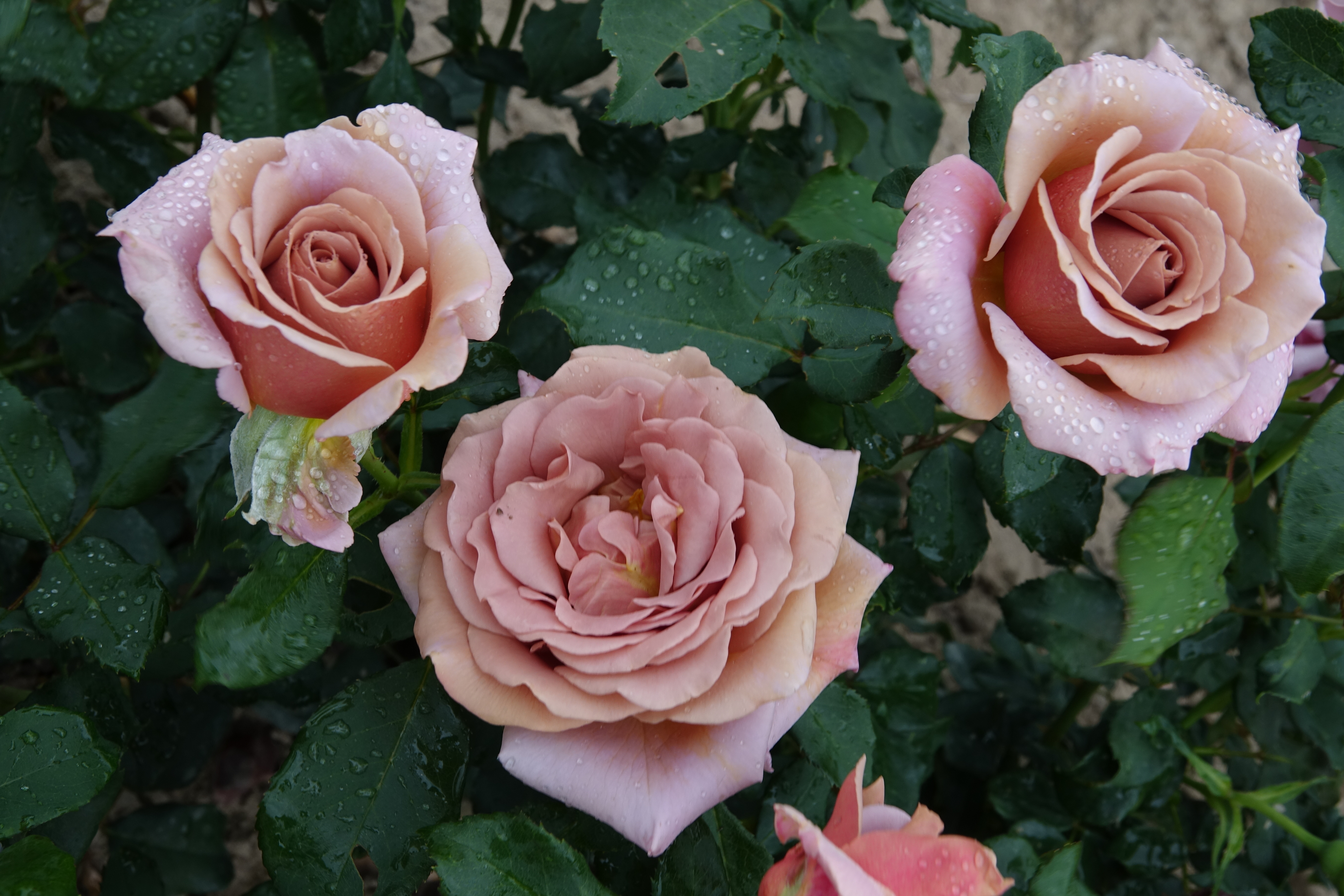 ©SUNFLOR - Primavera
